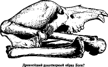 Череп трехгодовалого пещерного медведя без нижней челюсти с аккуратно продетой